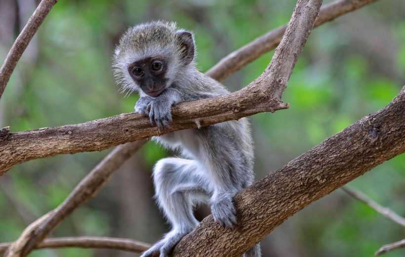 Day Trip to Nyerere National Park