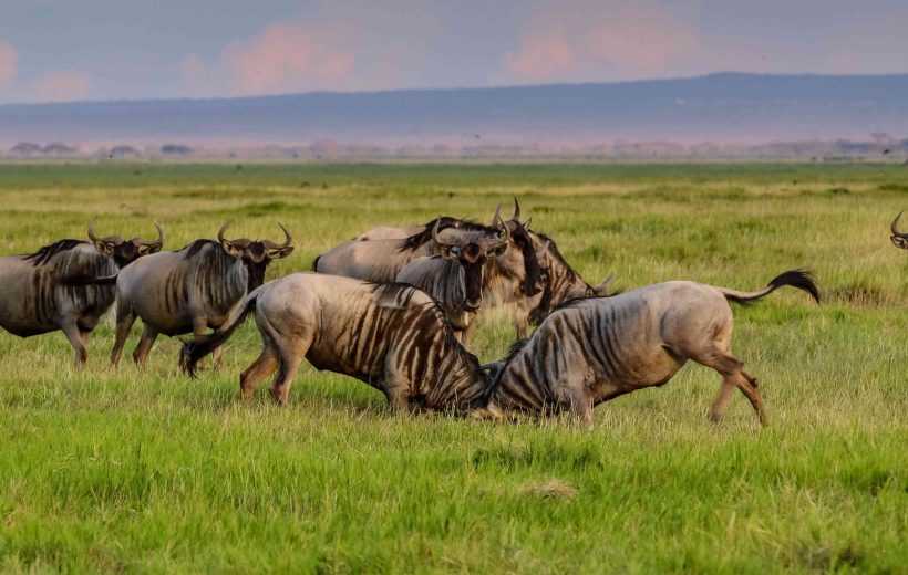 5 Days Ndutu Wildebeest Migration Safari