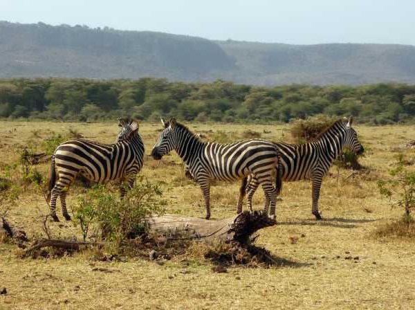 17 days Serengeti, Ngorongoro, Manyara, Lake Duluti, Mwanza and the Usambara Mountains