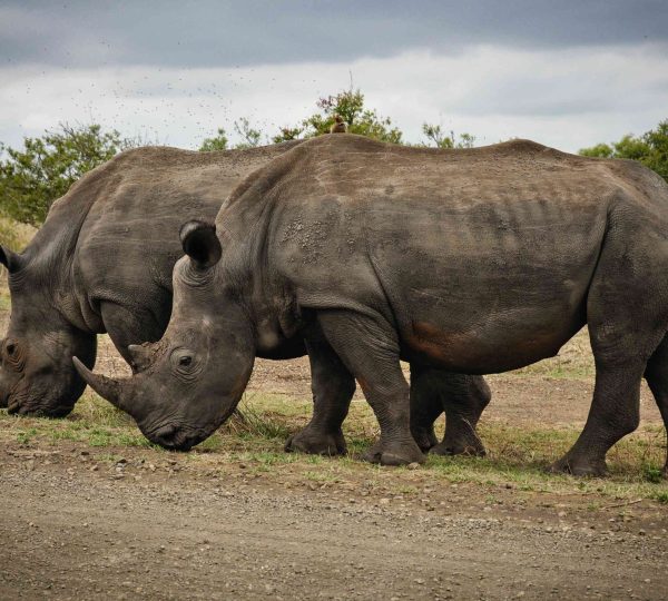 21 days Serengeti, Ngorongoro, Manyara, Lake Natron, Mwanza and Materuni Waterfalls