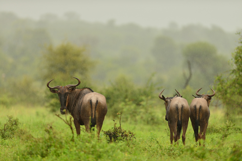 Tanzania