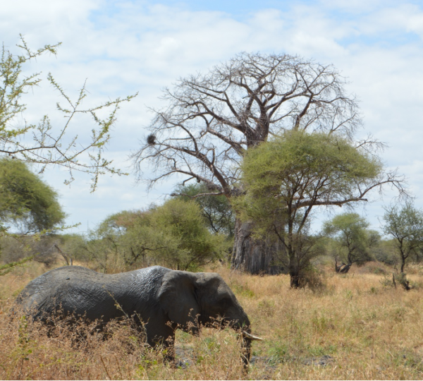 13-dagen groepsreis safari in Tanzania, waaronder de Ngorongoro-krater en het Serengeti National Park worden bezocht. Tarangire National Park en Zanzibar mag natuurlijk niet worden gemist op deze droomtrip.