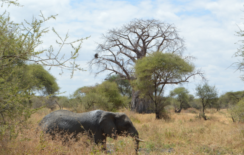 13-dagen groepsreis safari in Tanzania, waaronder de Ngorongoro-krater en het Serengeti National Park worden bezocht. Tarangire National Park en Zanzibar mag natuurlijk niet worden gemist op deze droomtrip.